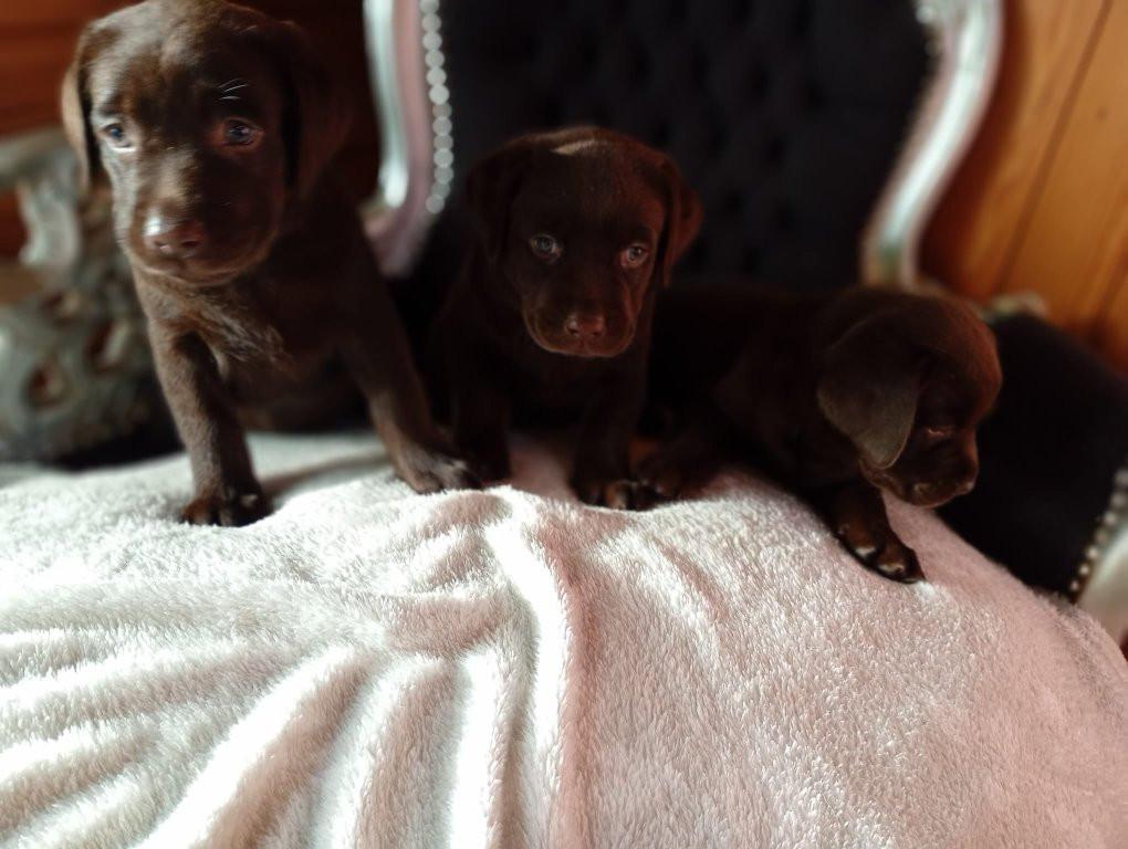6 labrado puppy's