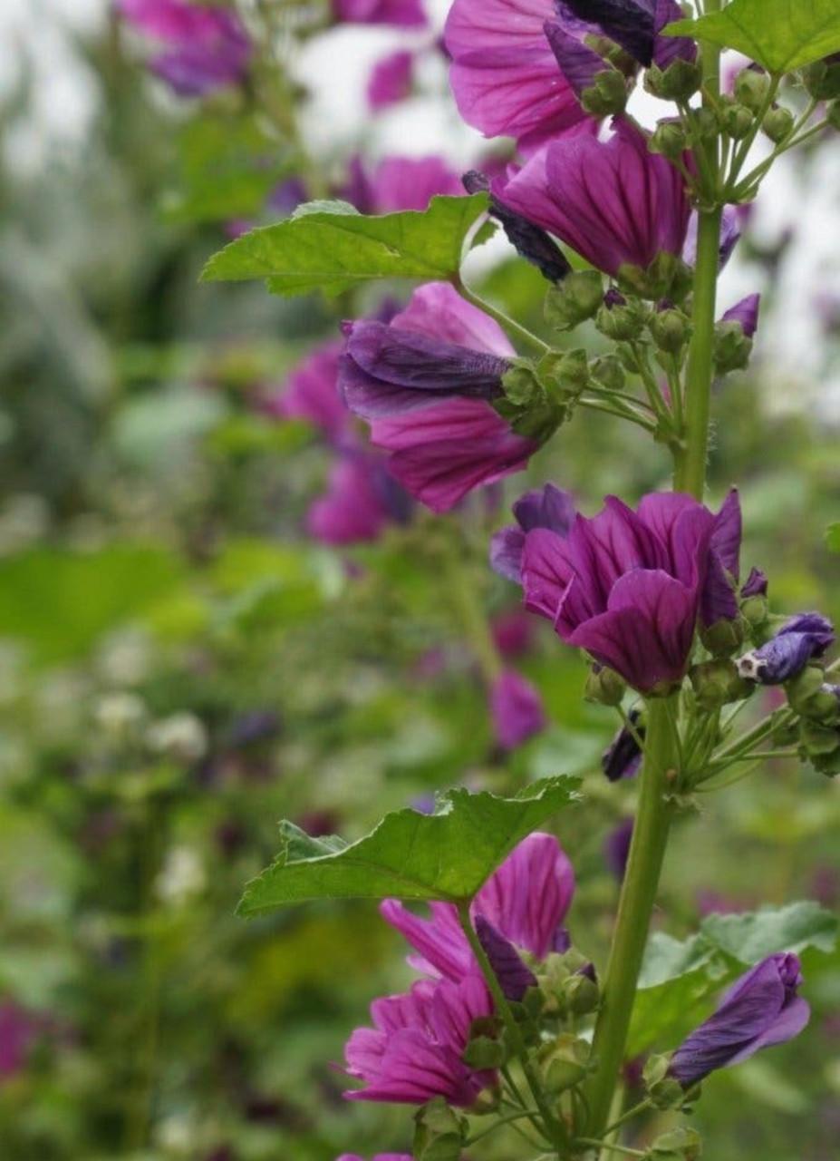 Zaden Groot Kaasjeskruid - Malva Sylvestris