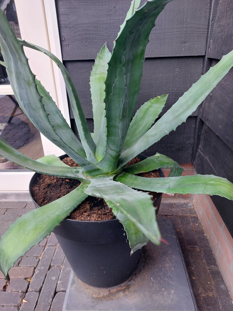 Aloë vera plant 85cm hoog