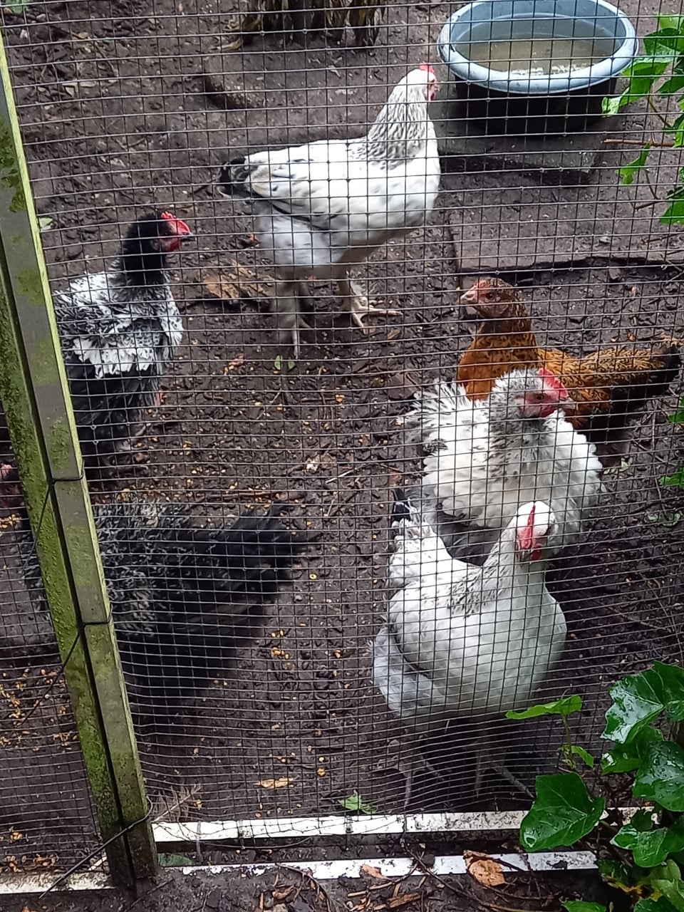 JONGE KIPPEN (groothoender krulveer cochin X legkippen)