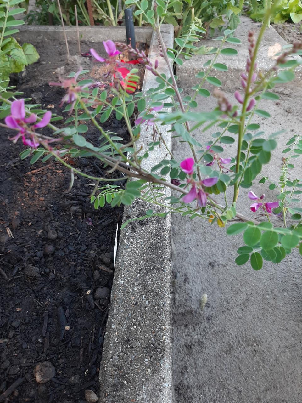 Indigofera Heterantha
