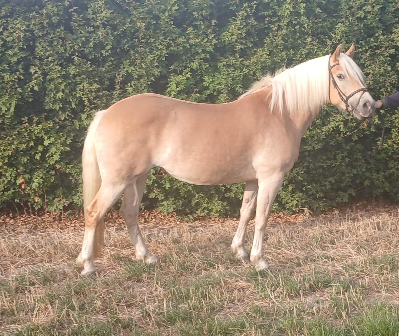 Haflinger