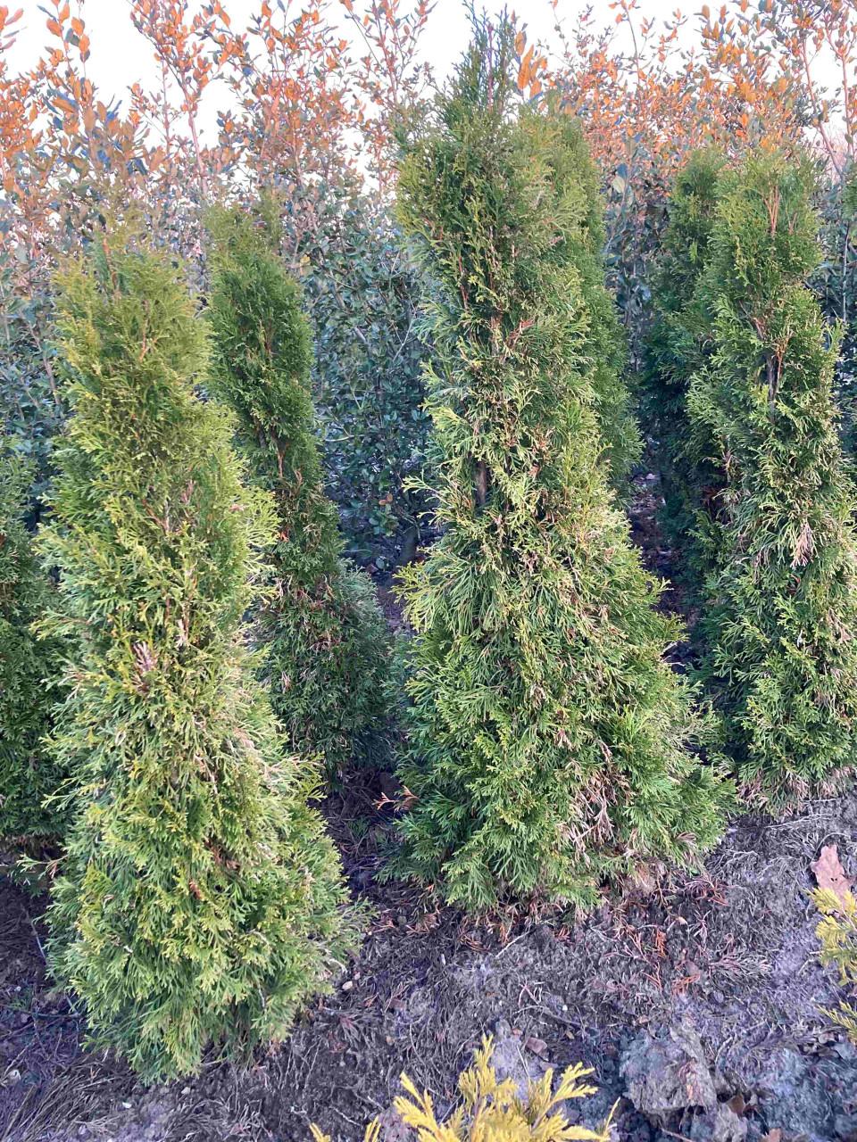 Thuja smaragd coniferen