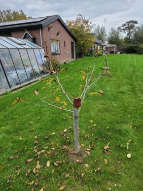 Notenbomen
