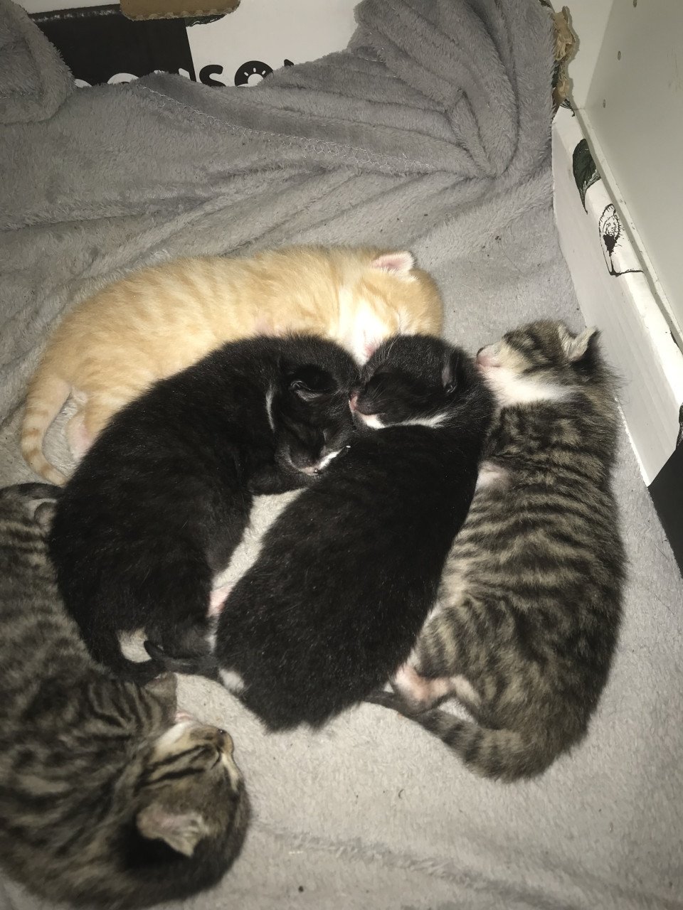 Kittens zoeken gouden mandje ❤️