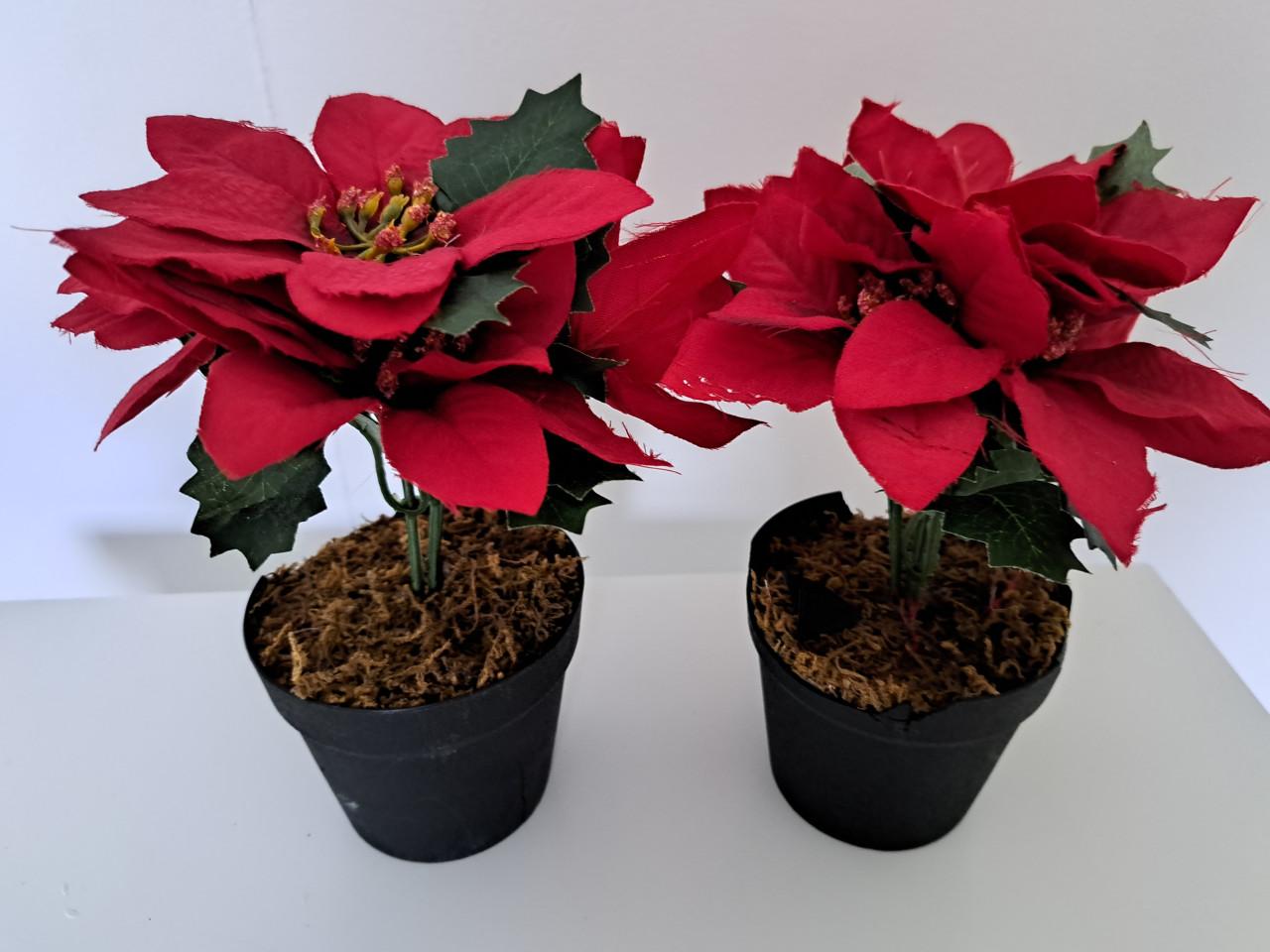 Kerstprullaria