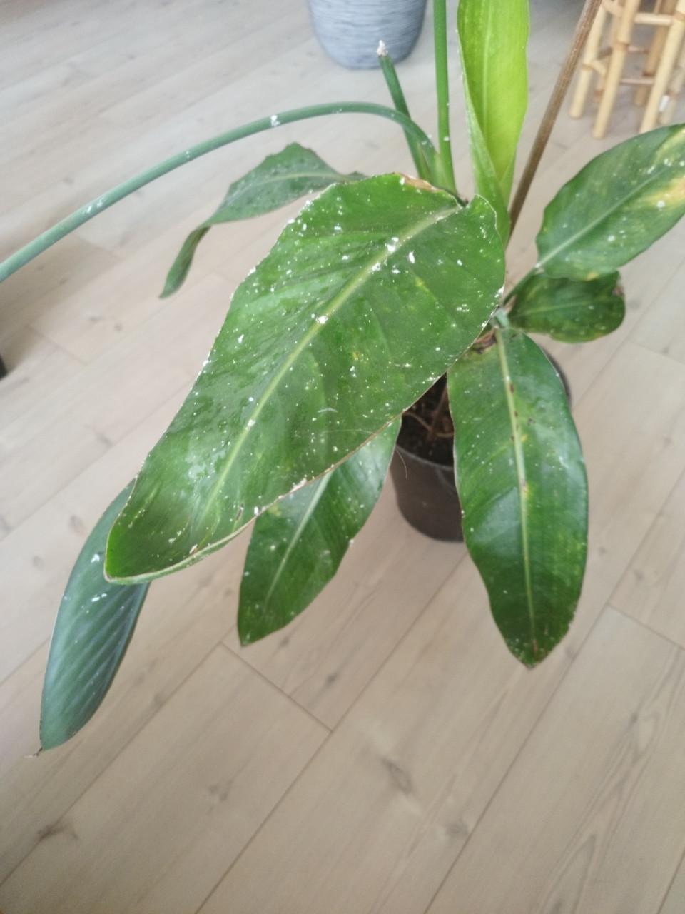 Plant