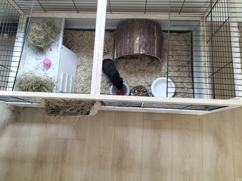 2 vrouwtjes cavia's (half jaar oud) met hok en toebehoren