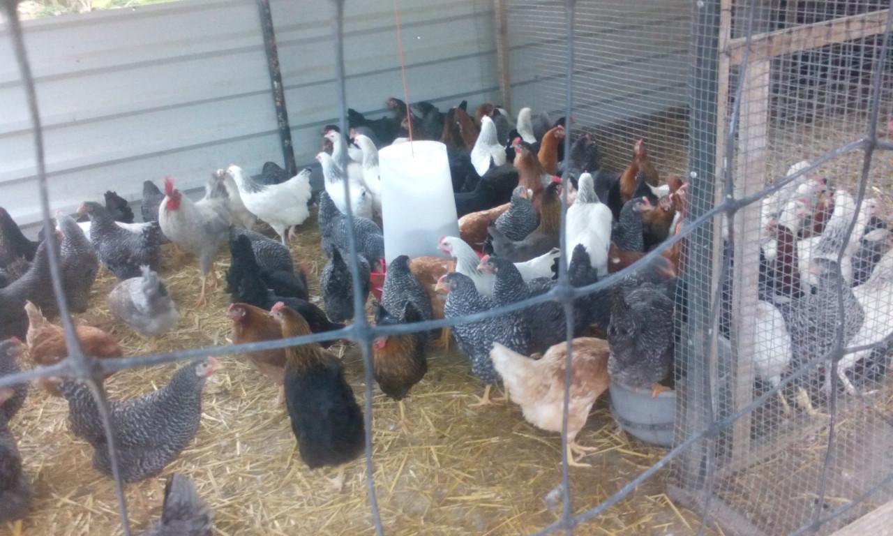 Bleu de Lande hennen