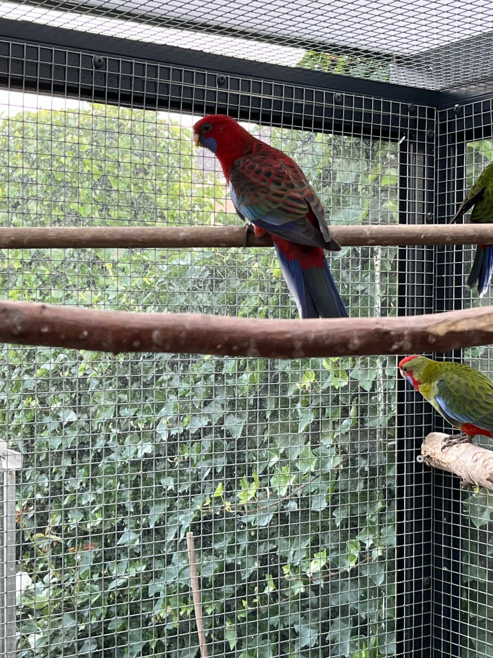 Jonge penant rosella,s zijn geringd