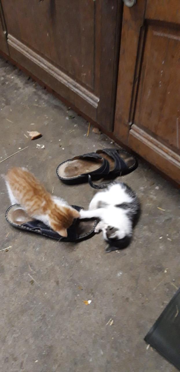 Wij 4 broertjes zoeken een nieuw baasje