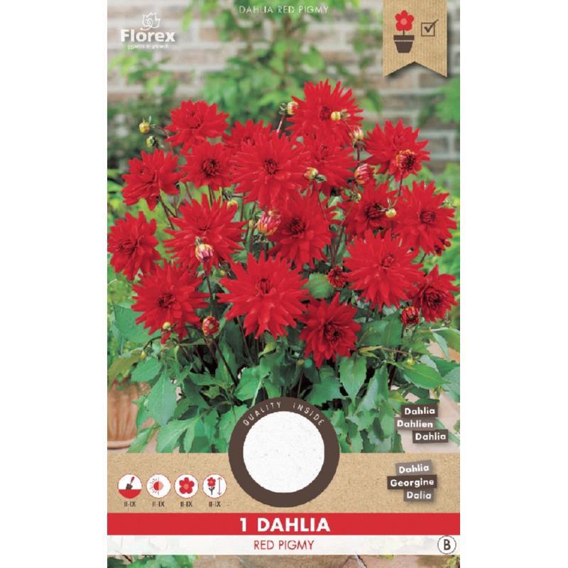 Bloembollen te koop nieuw in verpakking