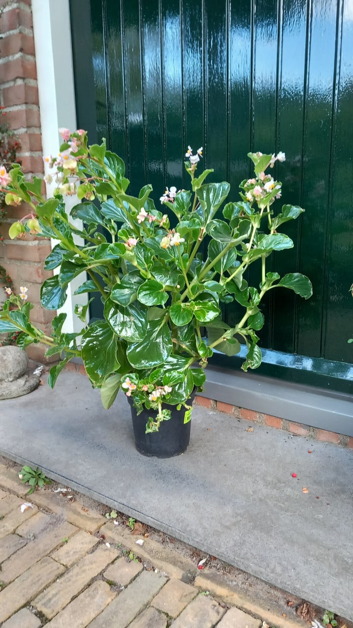 Kamerplanten