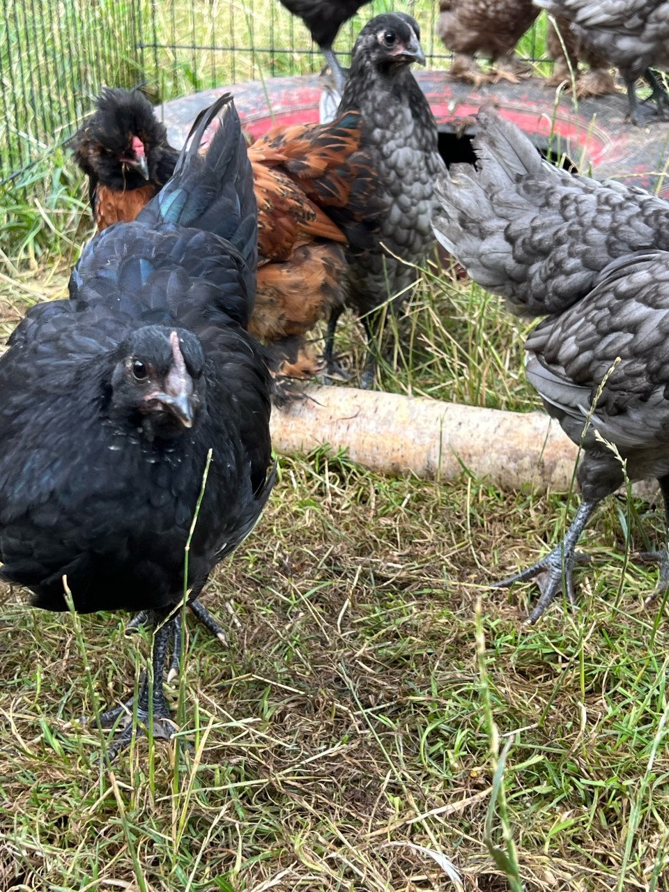 Australorp