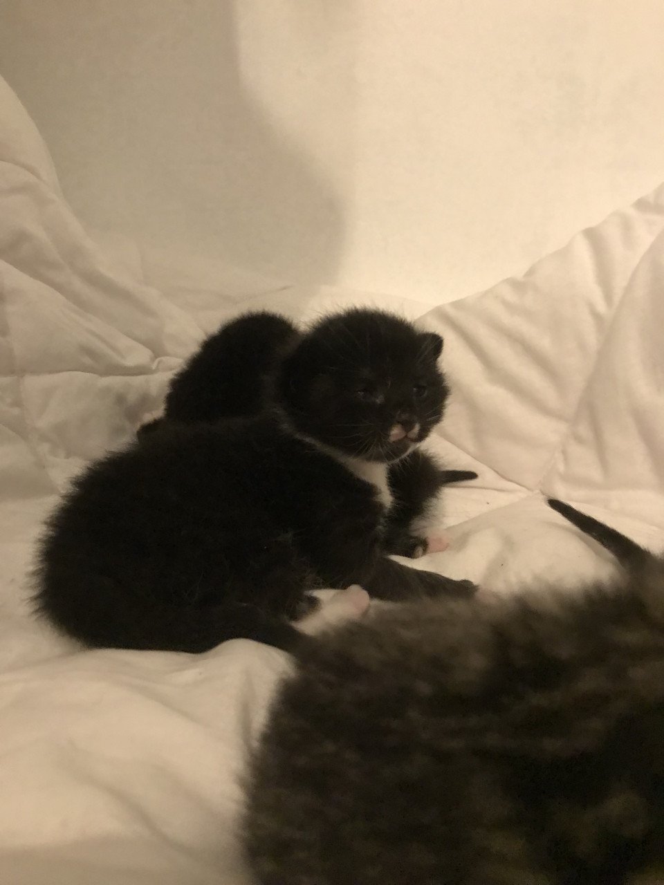 Kittens zoeken gouden mandje!
