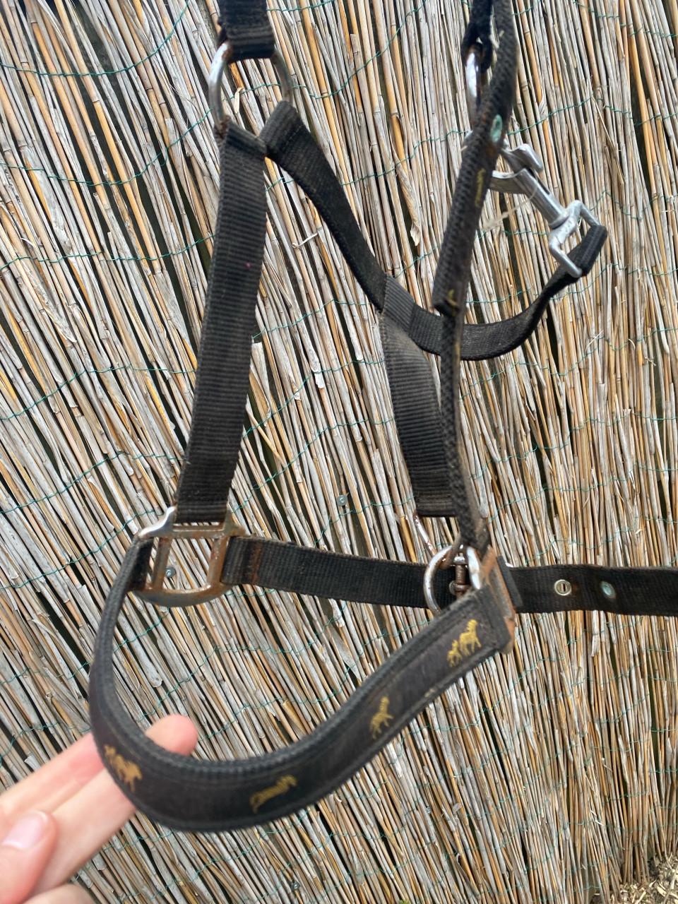 Gratis halsters full en cob