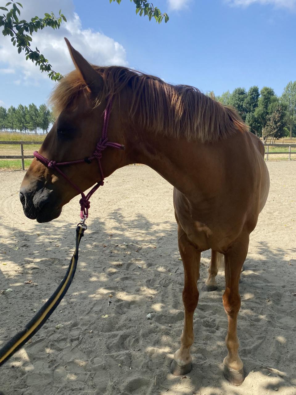 Paard Ramses