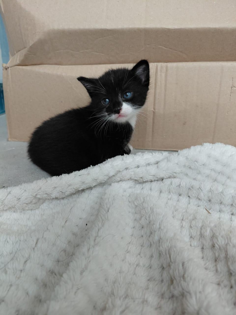 Leuke katertjes
