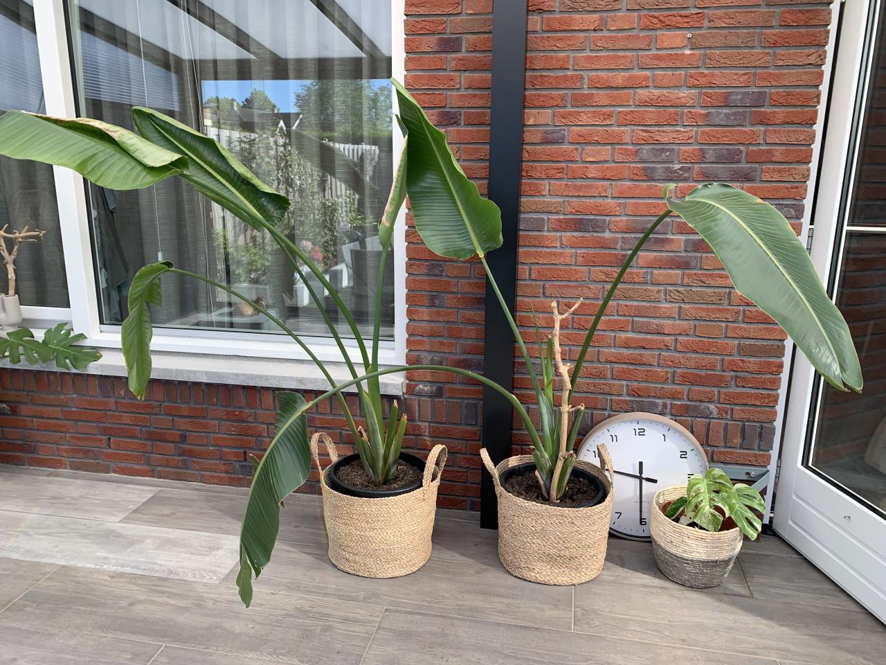 Kamerplanten