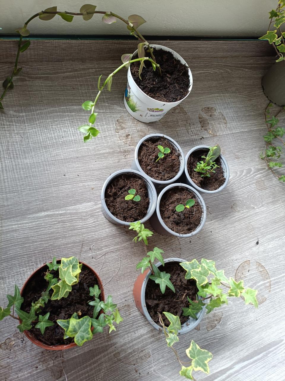 Kamerplantjes verschillende soorten