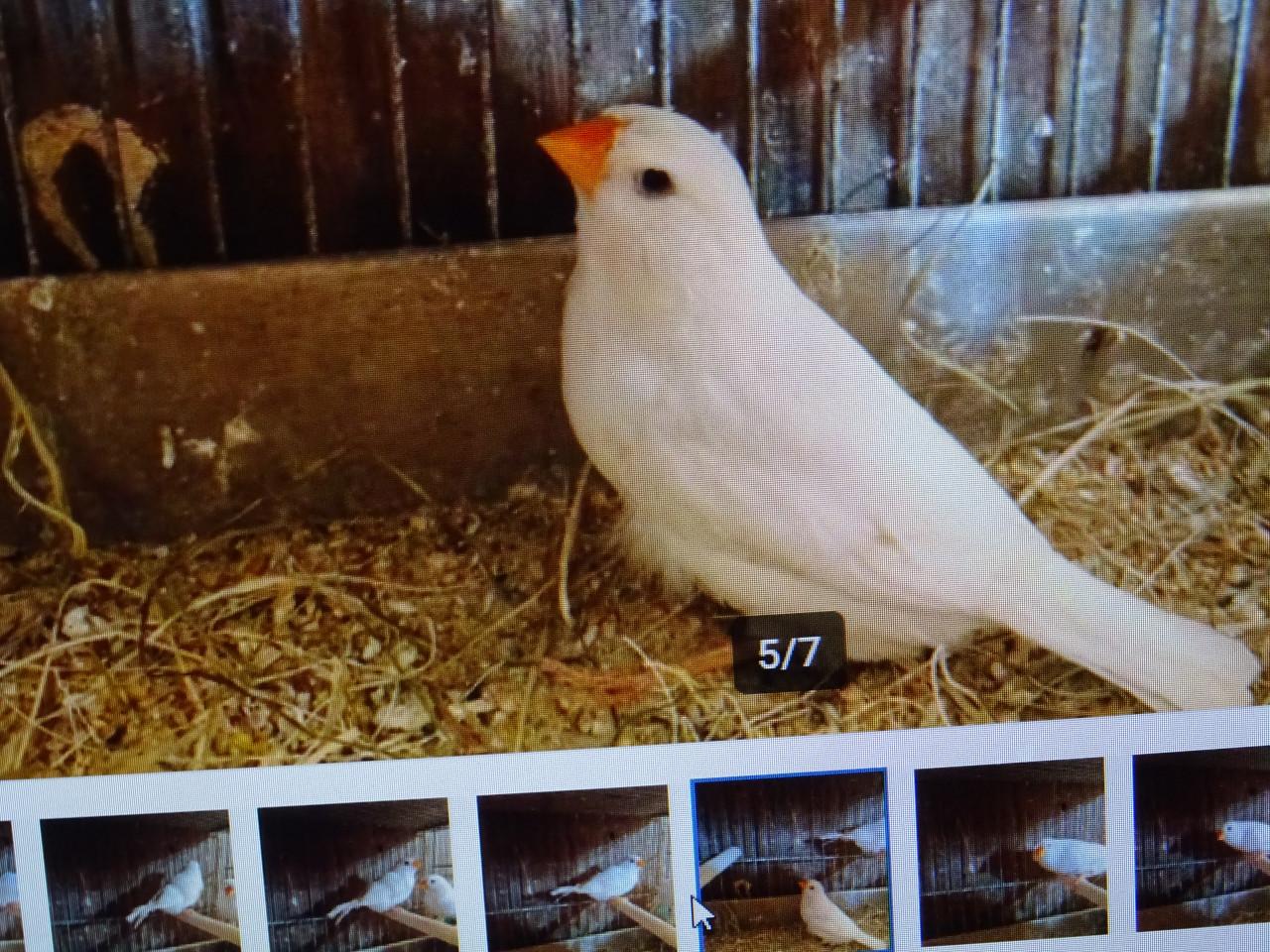 Te koop mooie wat grotere overjarige witte zebravinken €6.00