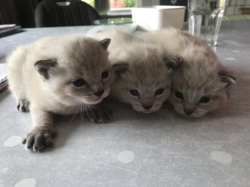Kittens