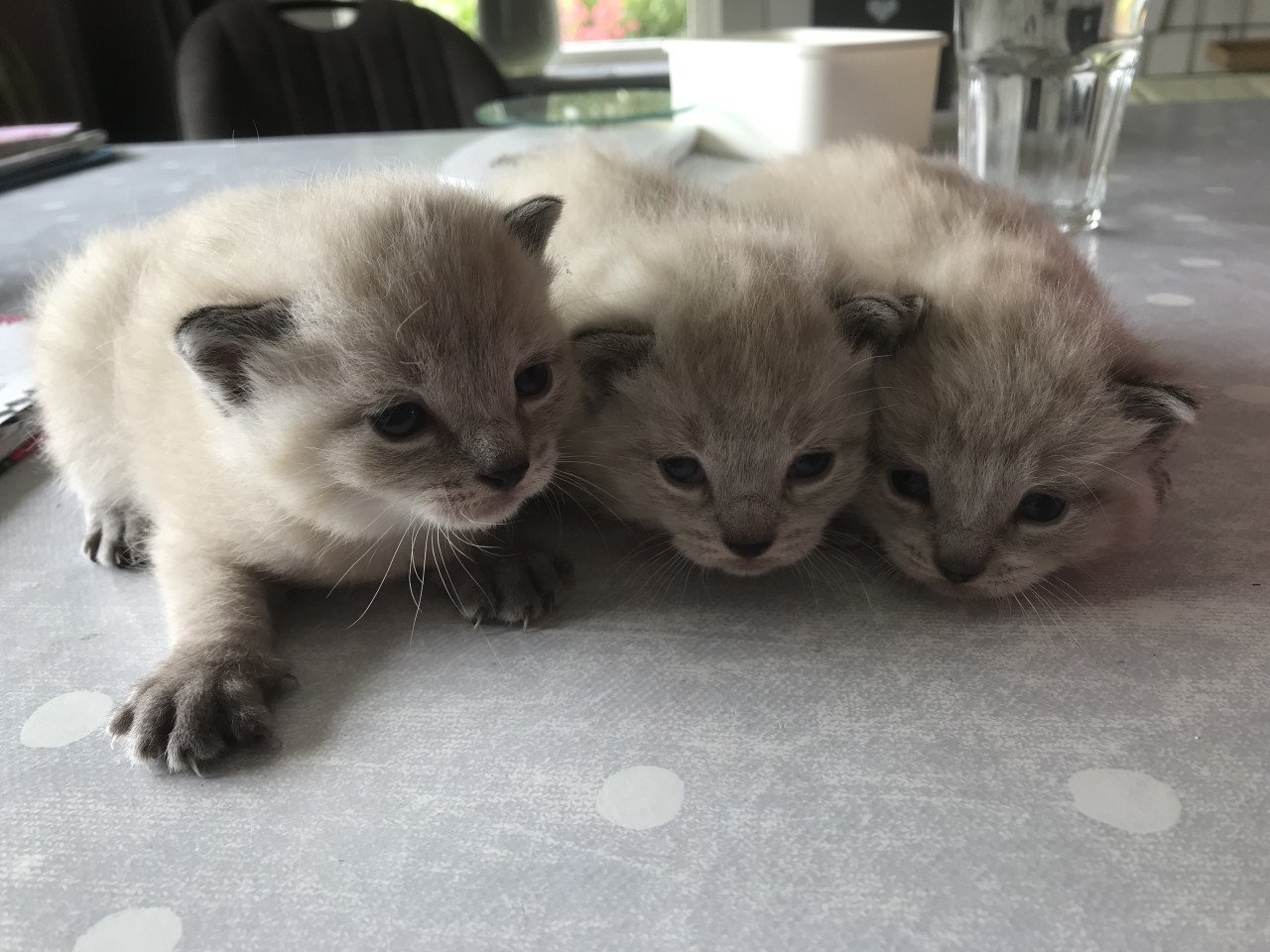 Kittens