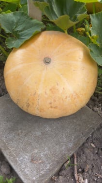 Pompoenen
