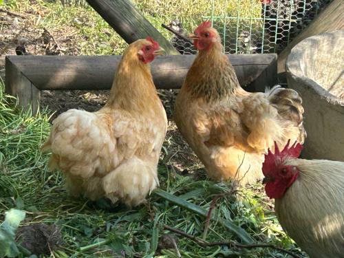 2 cochin kippen 1 jaar oud