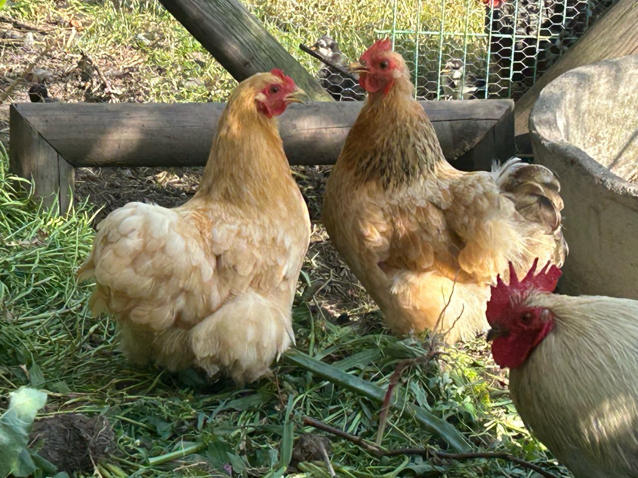 2 cochin kippen 1 jaar oud
