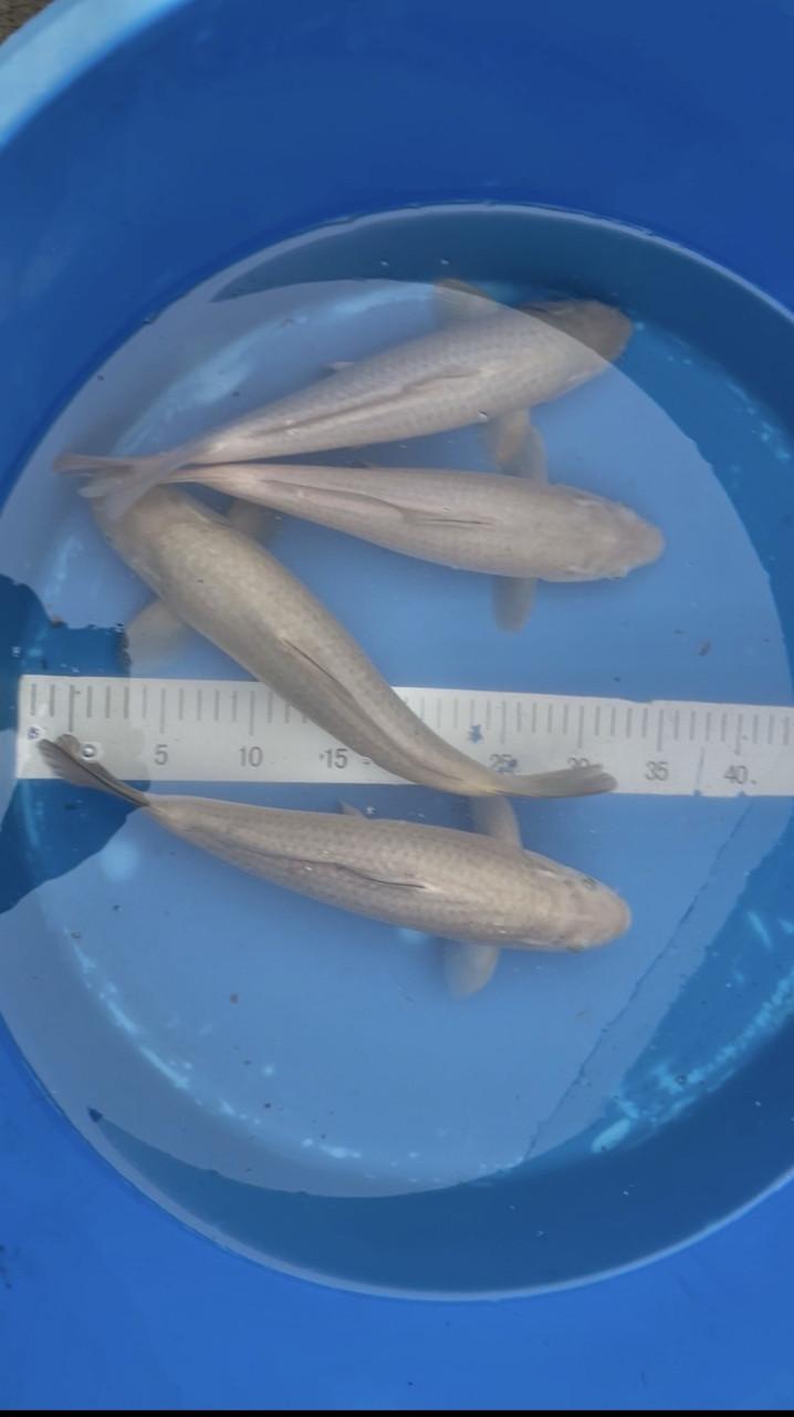 Chagoi van Marusei 33-38cm. Nog 3