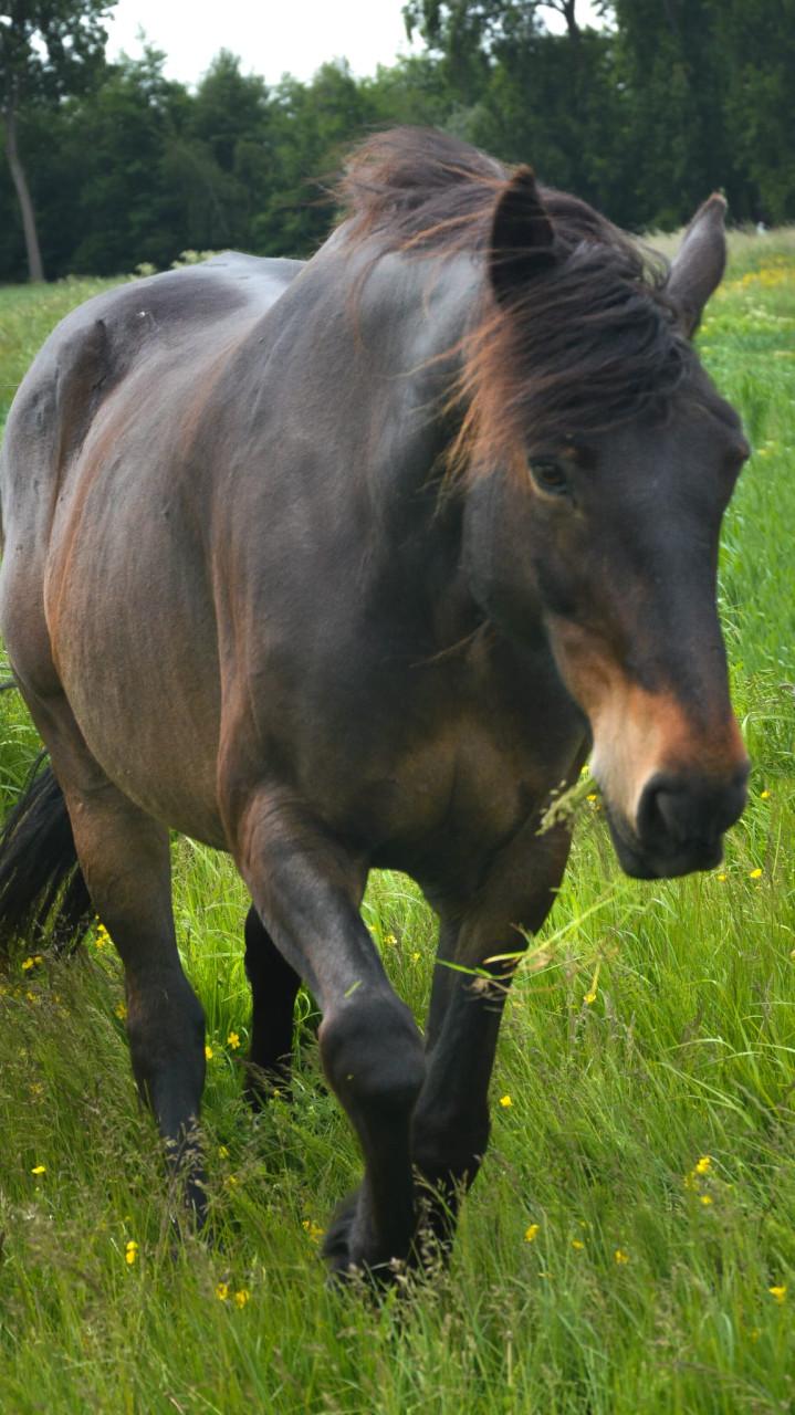 Irish Hunter/Irish Sporthorse ruin te koop