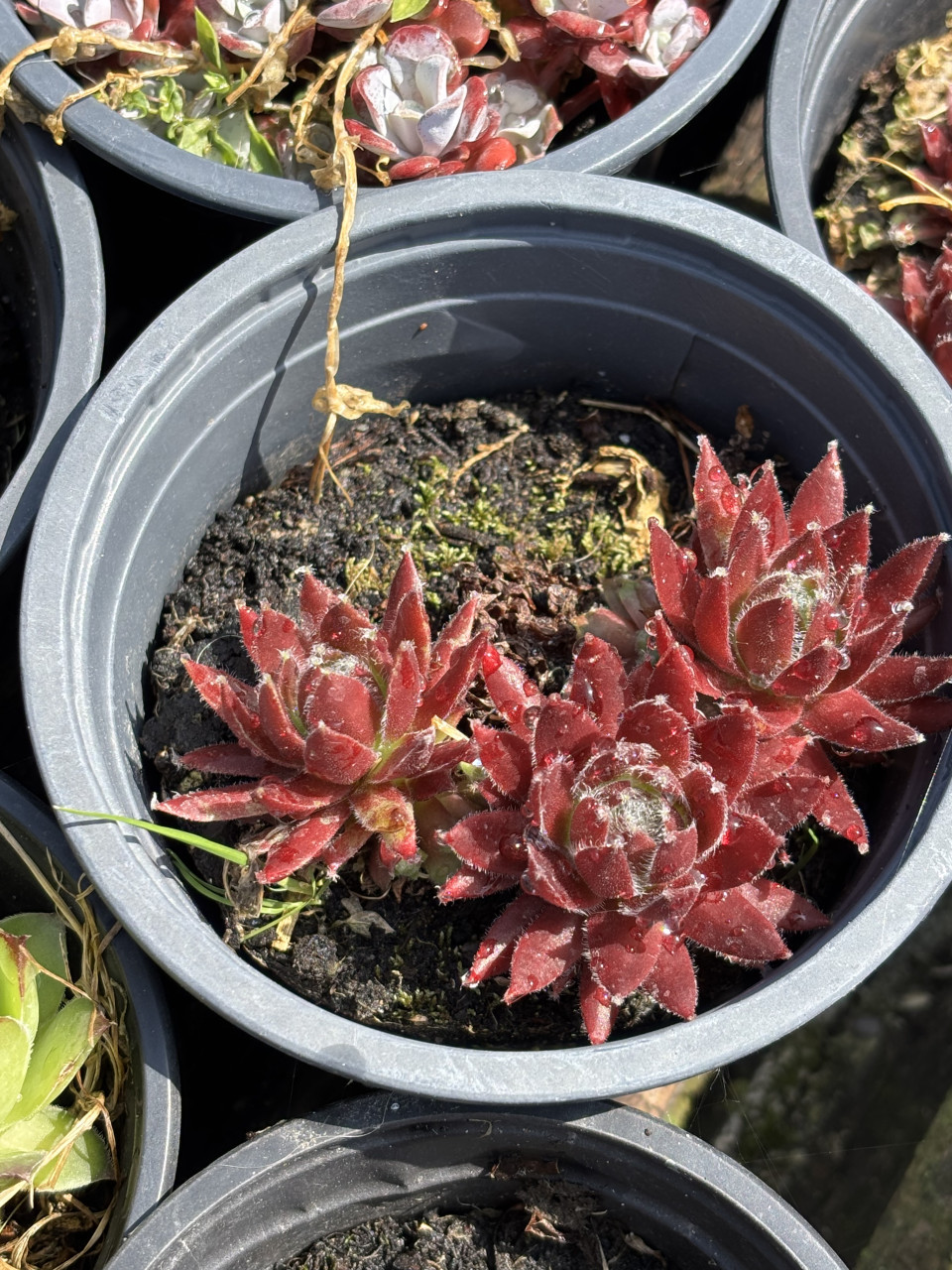 Vetplanten