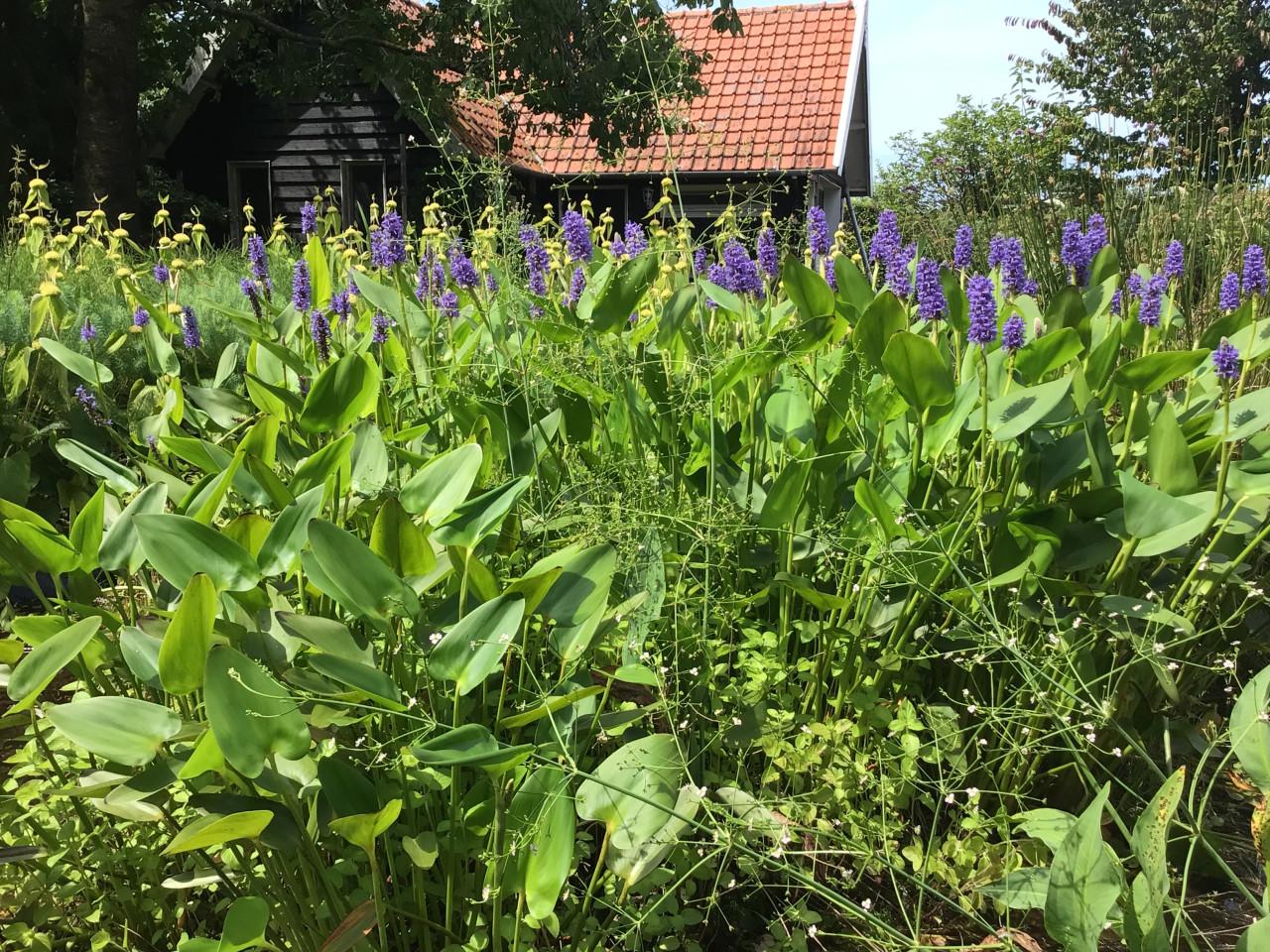 Mooie Vijverplant Snoekkruid