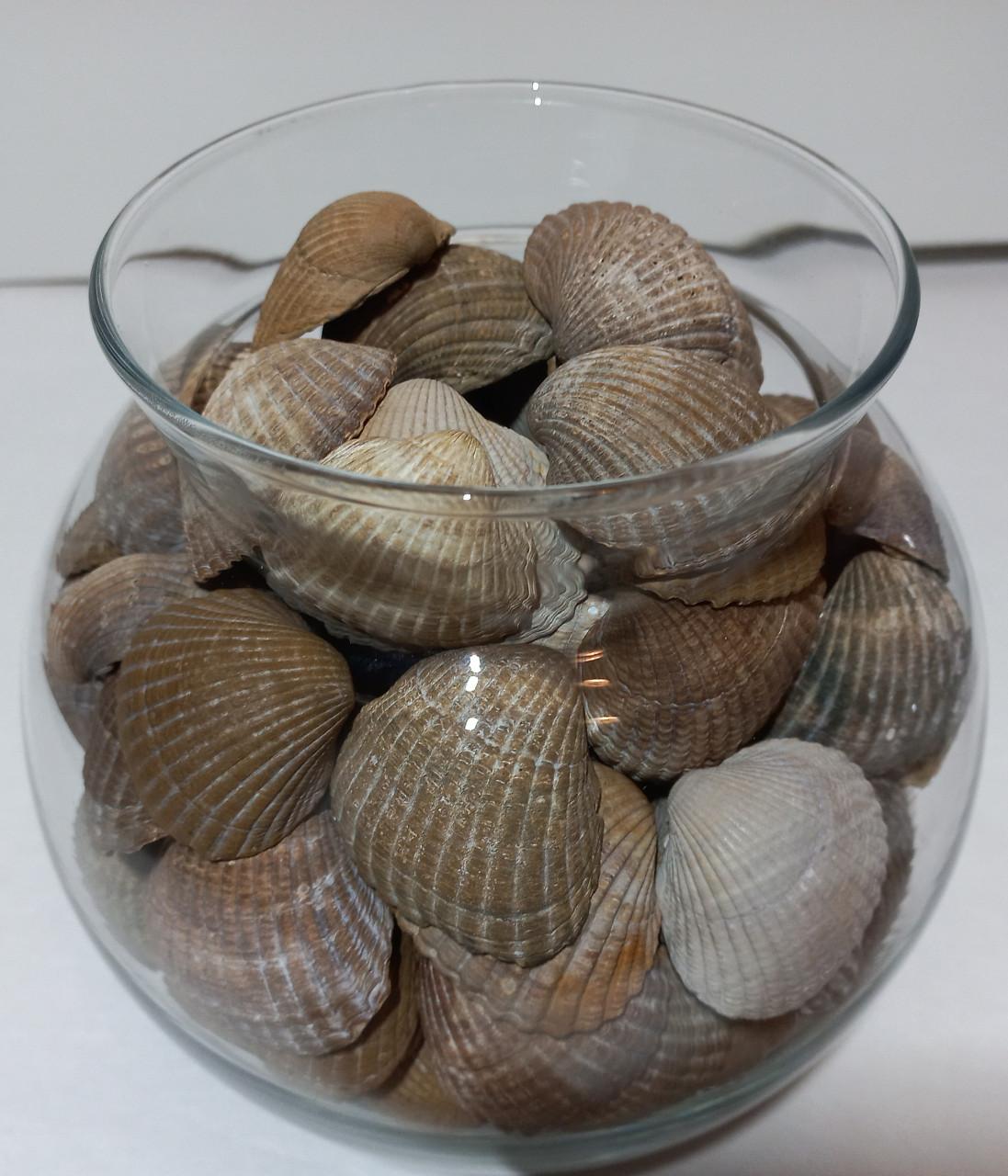 Zeeuwse schelpen in decoratieve glazen potten