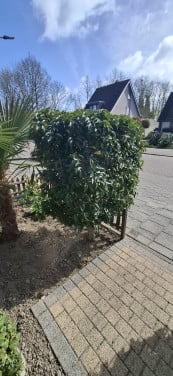 2 Portugese laurieren op stam.