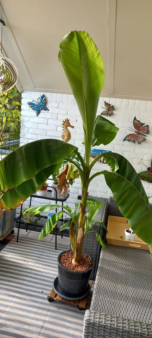 Stek van Bananenplant voor buiten