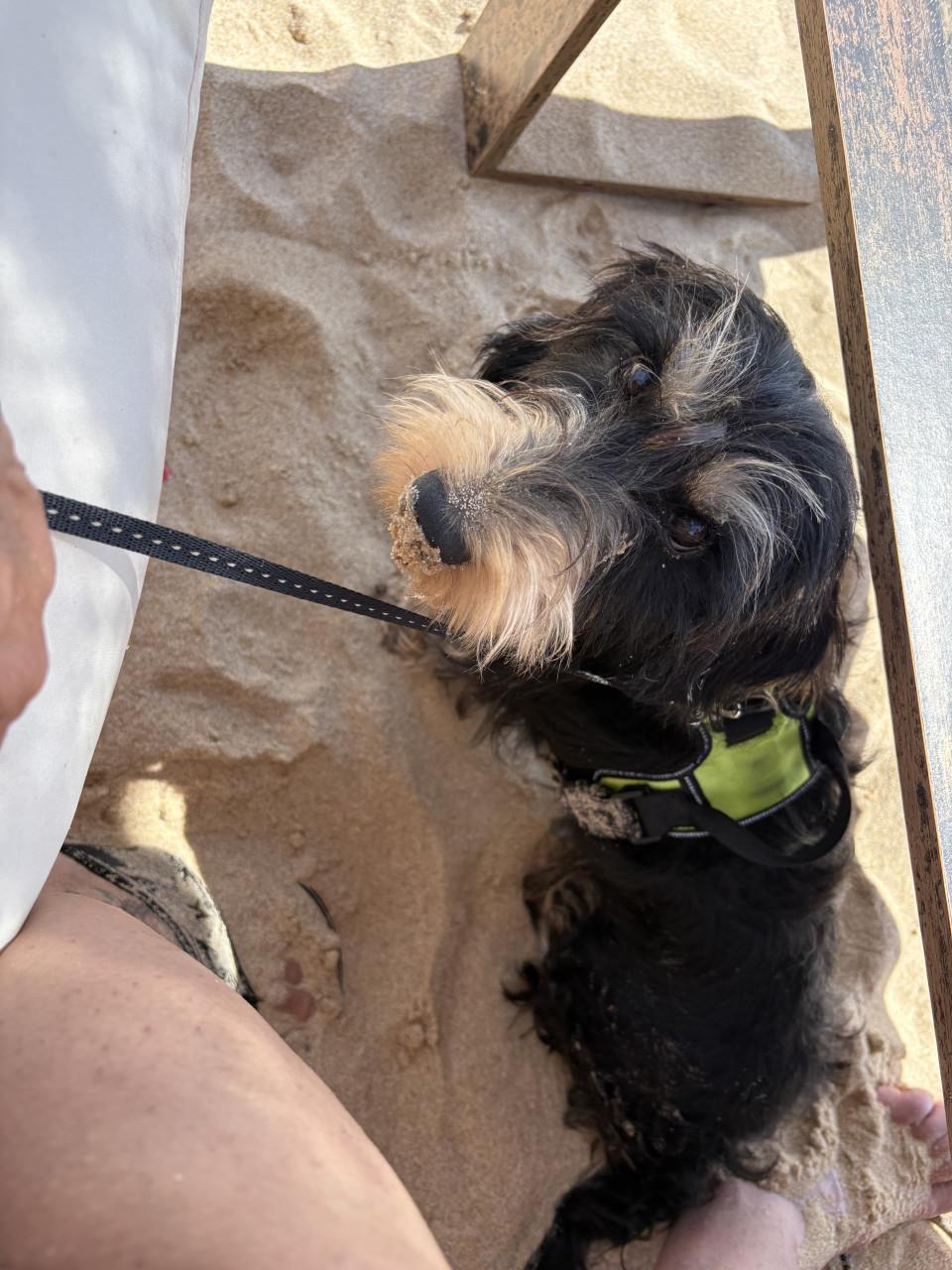Honden/Huis dieren oppas / Uitlaten service aangeboden