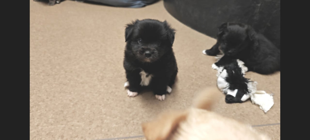 Kruising pommeriaan pups