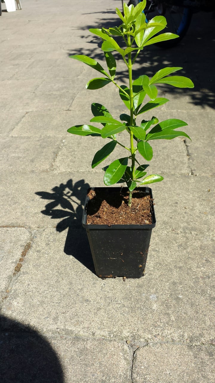Choisya Ternata