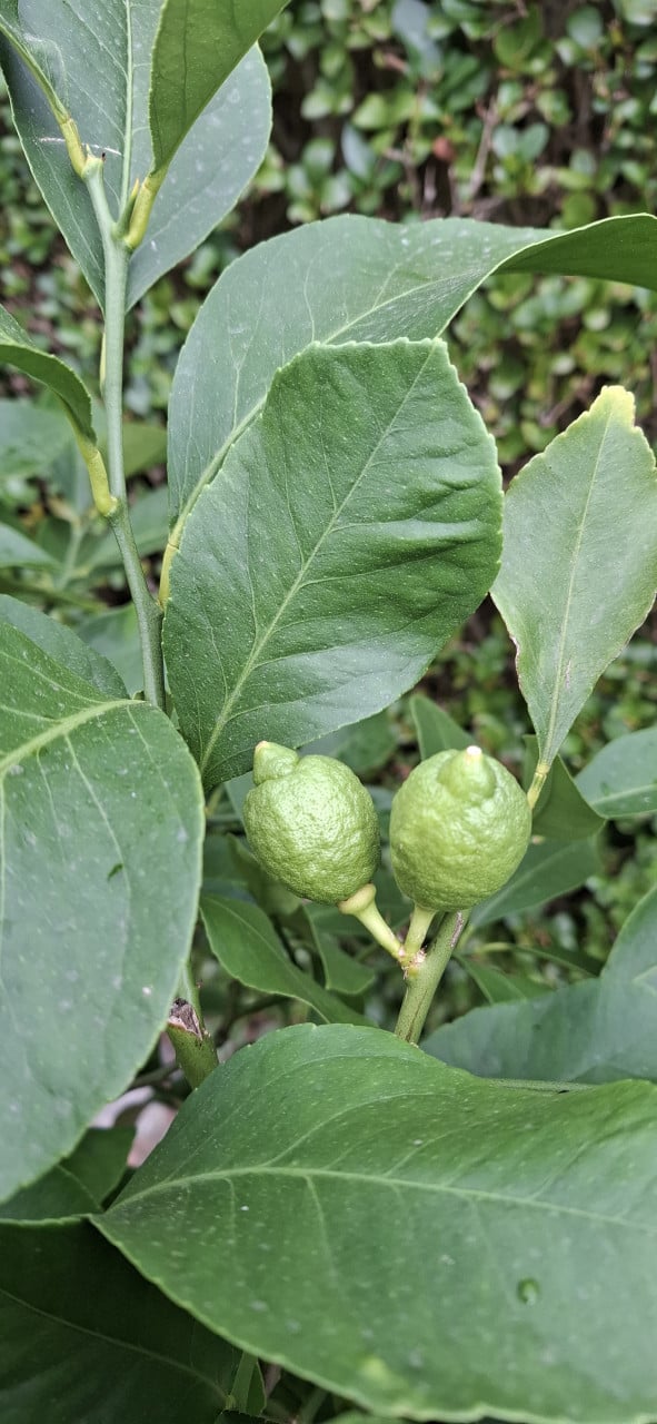 Citroenboom/ kuipplant