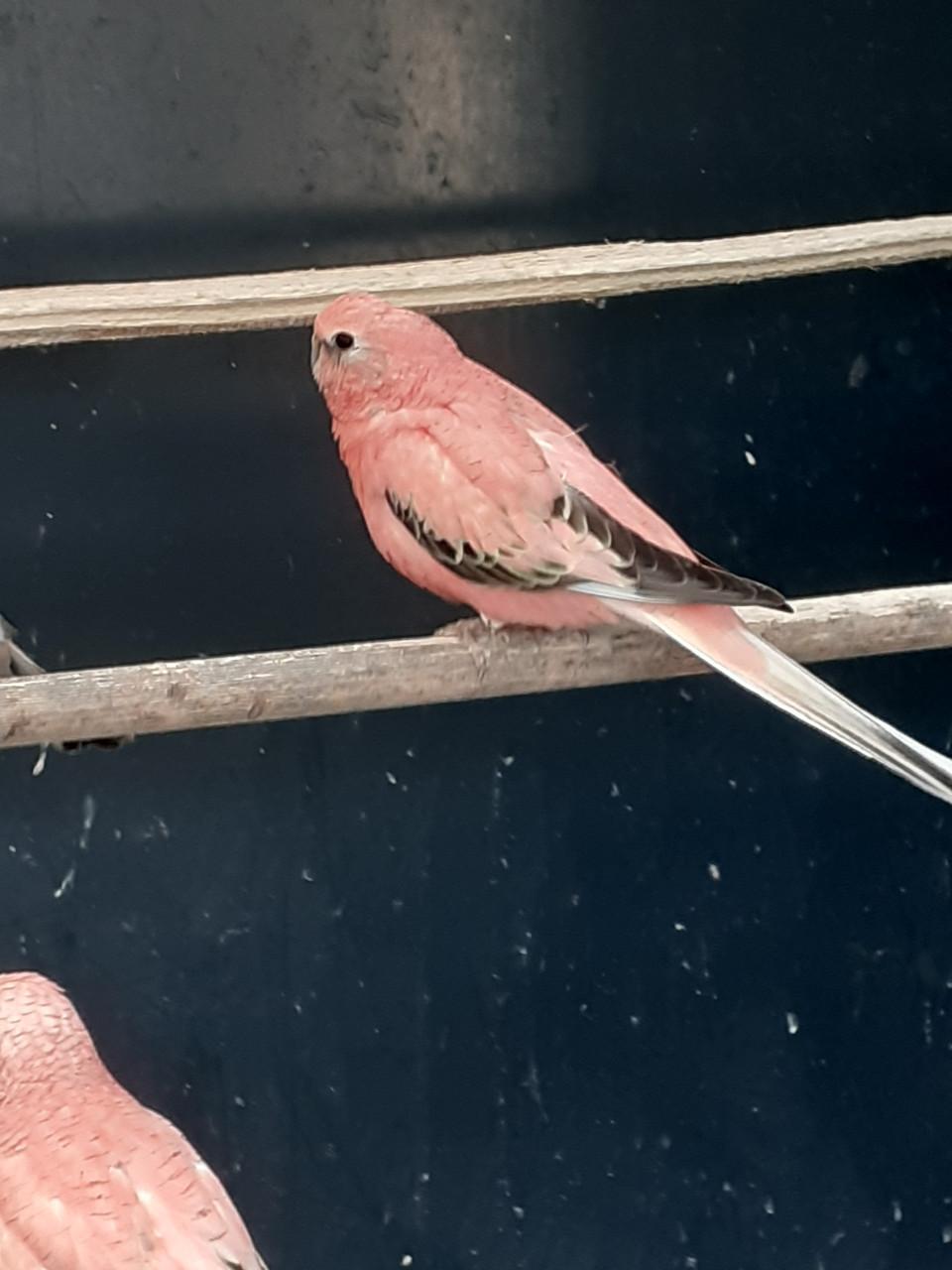 Roze bourkes parkieten  2025.