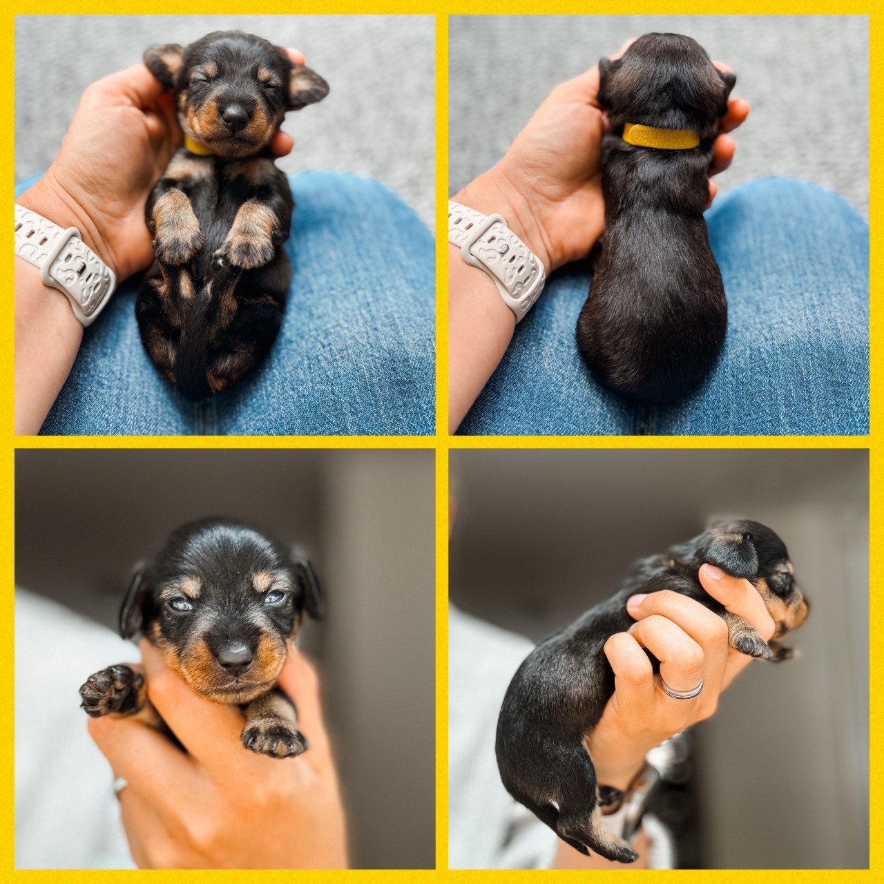 De liefste ruwharige teckel pups❤️