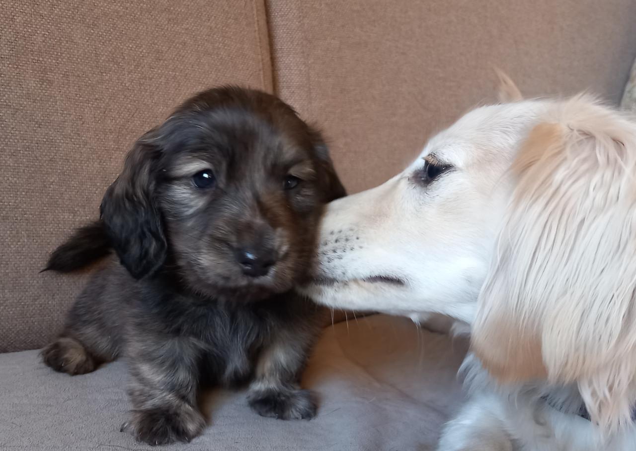 Langharige teckeltjes