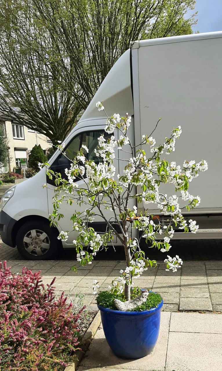 Gezonde Kersenboom ( zoete kers ) in blauwe Aziatische pot