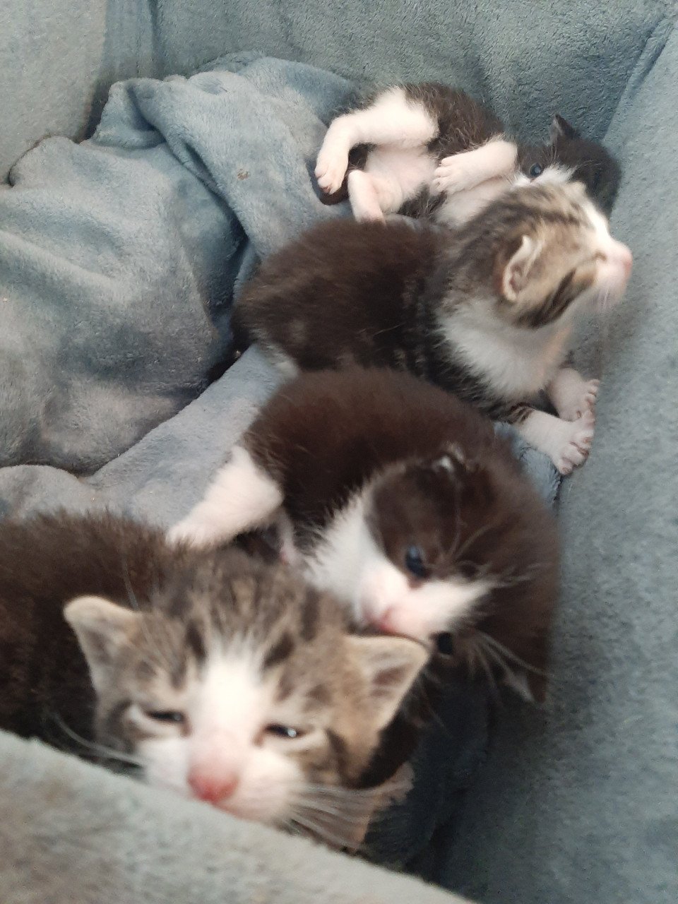 Kittens