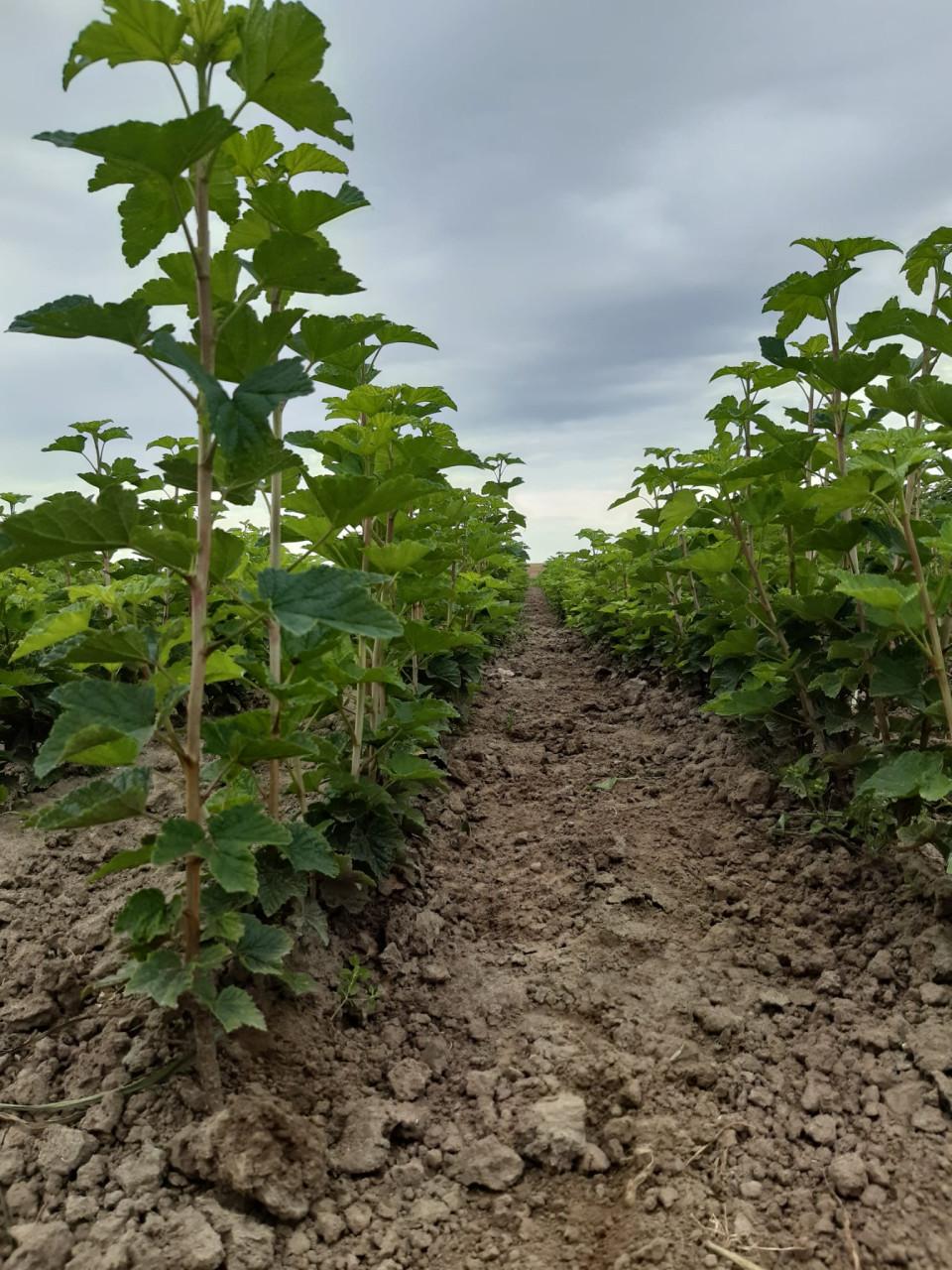 Fruitbomen - fruitstruiken te koop