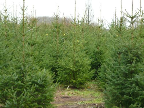 TE KOOP KERSTBOMEN