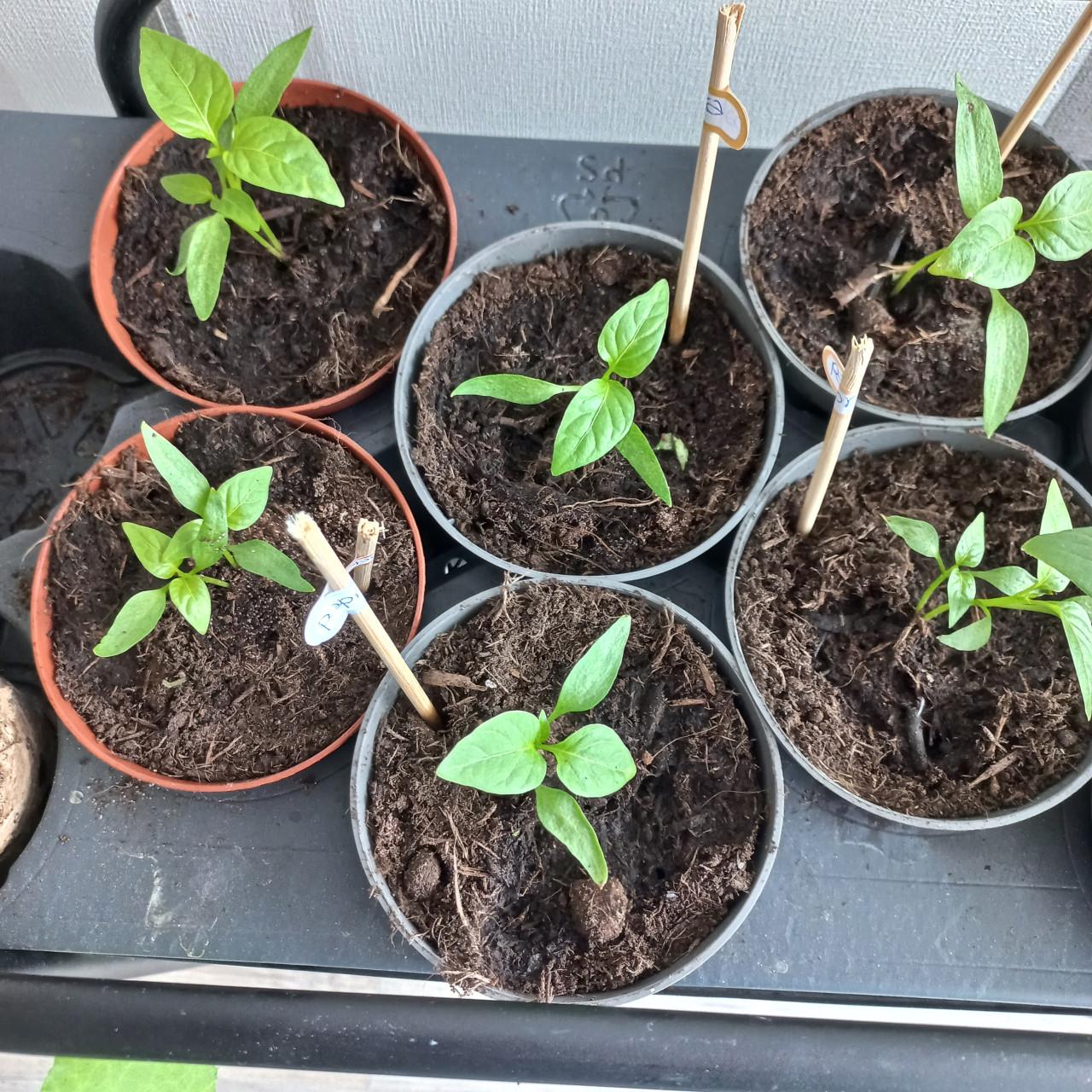 Paprika, courgette, flespompoen, komkommer plantjes
