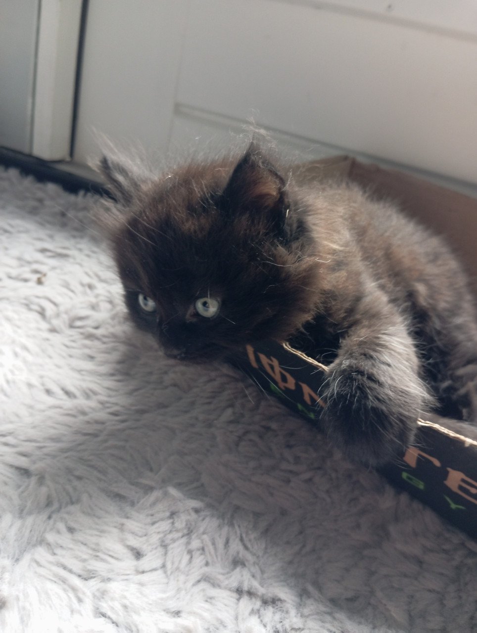 Kitten mannetje langhaar